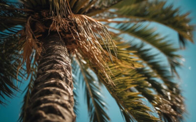 Tree Care Services in Jupiter, FL — Protect Your Property and Boost Curb Appeal