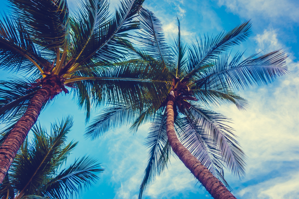 Property Services in Singer Island, FL
